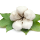Cotton-PNG-Photo